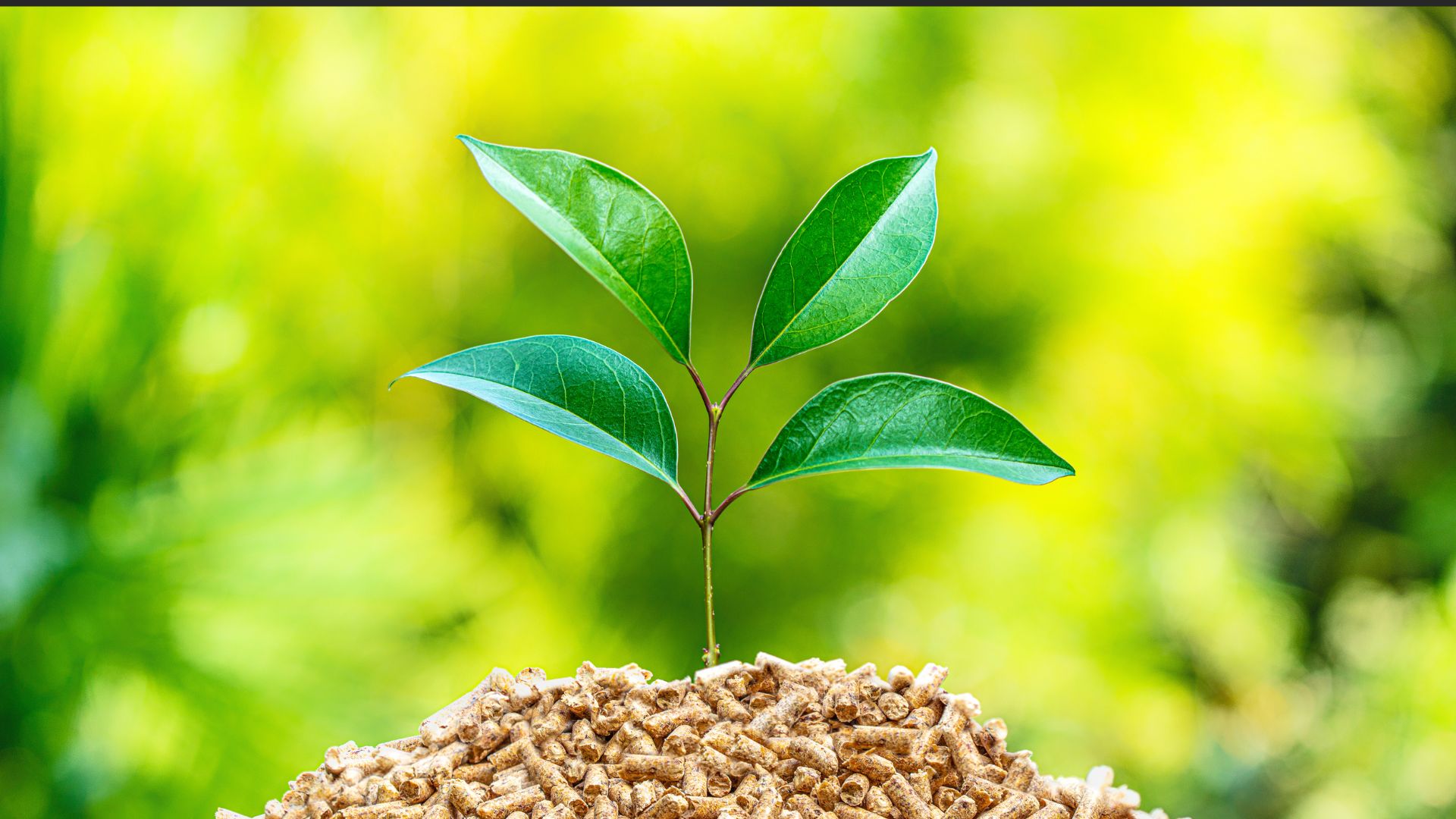 Biomassa: como os resíduos se transformam em energia limpa e renovável